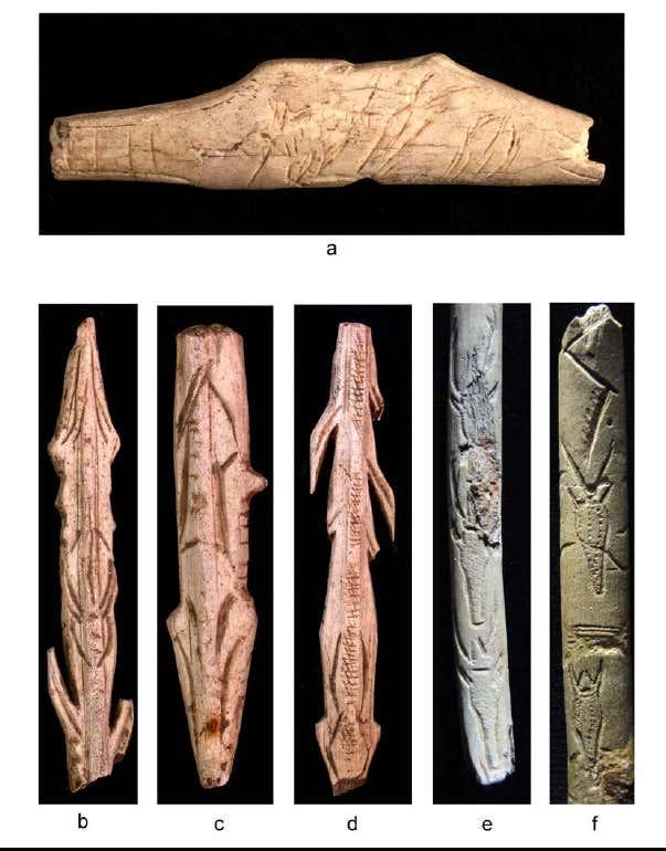 Figure 14 caprines et cervides representes en vue conventionnelle de face