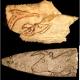 Langage des signes au Magdalénien il y a 14000 ans cal BP