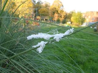 Des filaments de provenance aérienne collectés en France