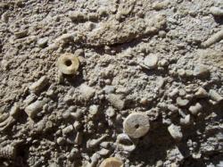 fossil-crinoids.jpg