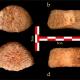 Le fossile d'un grand hominidé inconnu de 1,5 Million étudié en Israel