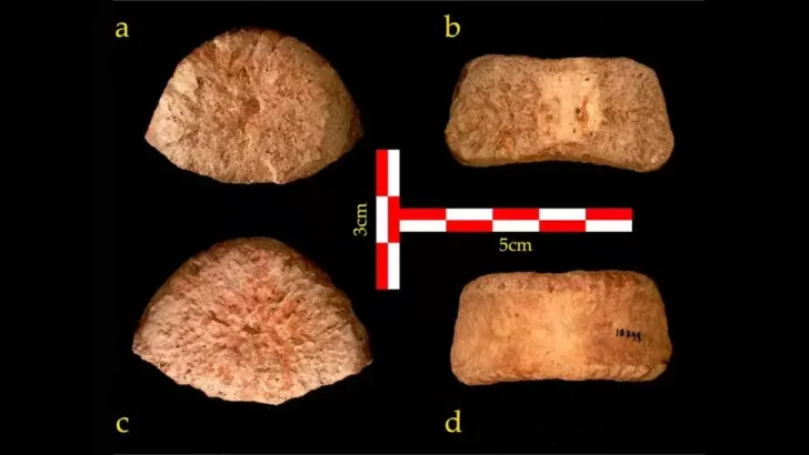 Fossilehominide1 5m ans