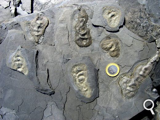 fossils-2mdans.png