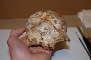 Découverte du plus ancien Homme moderne asiatique