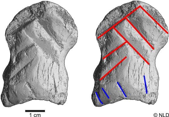 Officiel: une gravure de 51000 ans attribuée à Néandertalien