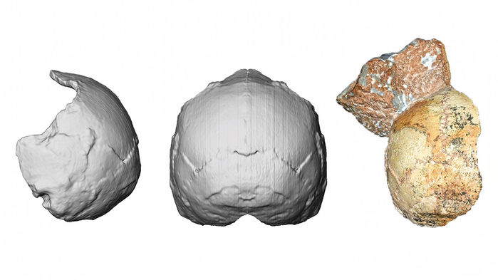 Grece apidima1 reconstitution homosapiens