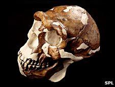 Homo Erectus plus sophistiqué que prévu