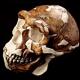 Homo Erectus plus sophistiqué que prévu