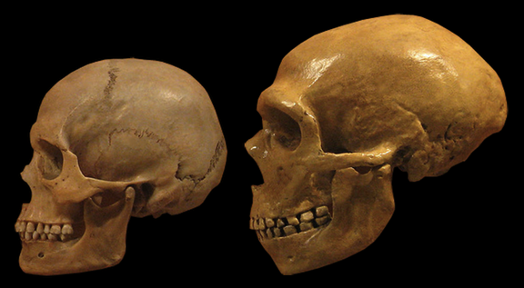 Hommemodernevsneanderthal