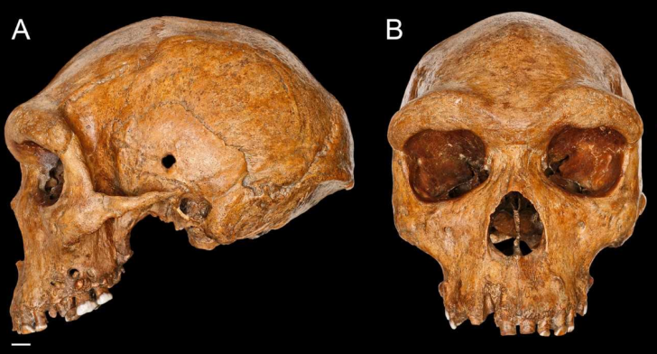 Homo heidelbergensi1