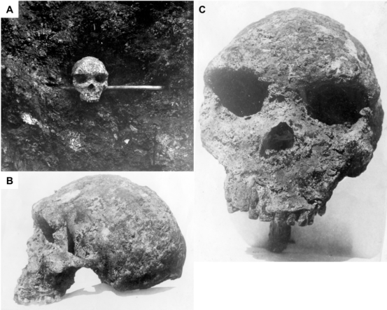 Homo heidelbergensi2