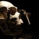 Génétique : Heidelbergensis n'est pas l'ancêtre de Néandertal