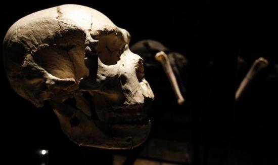 Homo heidelbergensis2