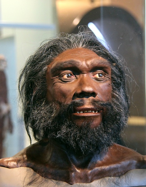 Homoheidelbergensis