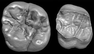 Une dent humaine de 2 millions d'années à l'ouest du Rift africain annule des théories