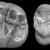 Une dent humaine de 2 millions d'années à l'ouest du Rift africain annule des théories