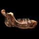 Une nouvelle machoire fossile pourrait provenir d'une nouvelle espèce humaine