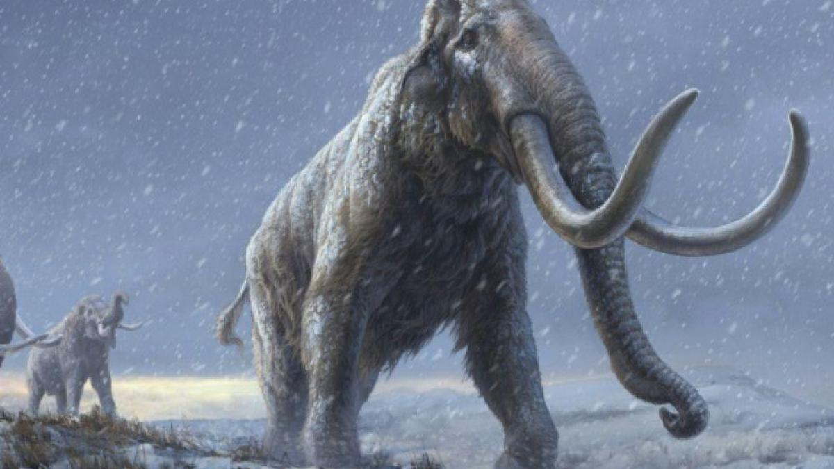 ADN de plus d'un million d'années de mammouths congelés