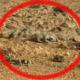 Un lézard sur Mars ? illusion, vie ou fossile ?
