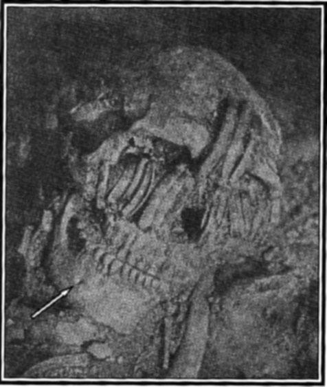 Traces de l'Homme de Neandertal aux Amériques