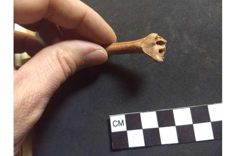 Mexique Tehuacan: des ossements datés de plus de 30000 ans