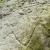 Caraibes, Montserrat : premiers pétroglyphes découverts