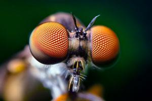 Les futurs robots équipés des yeux de mouche ?