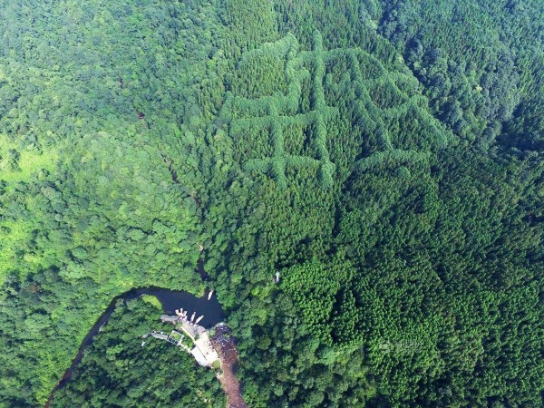 Mysterious pattern forest china 02