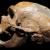 Des analyses ADN des Néandertaliens et Denisoviens révèlent une autre espèce inconnue