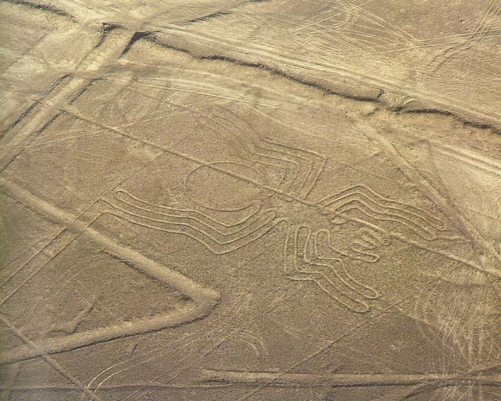 Nasca araignee