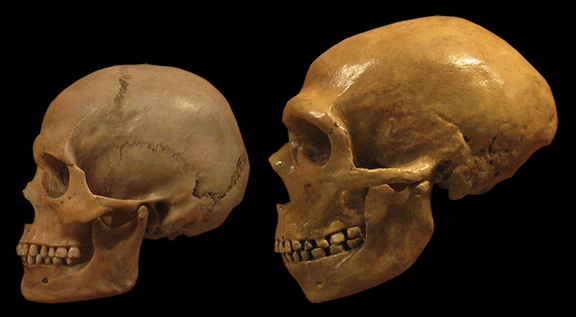 Neanderthal homosapiens