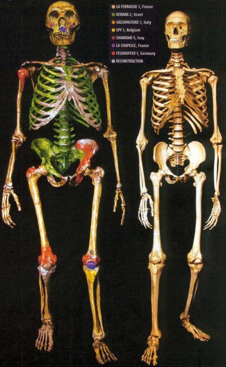 Neanderthalsapiens