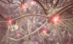 neurones.jpg