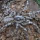 Des araignées géantes et inconnues sèment la panique en Inde