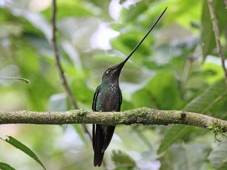 Oiseau ermiteensiferaensifera equateur-perou