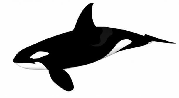 Orca or killer whale