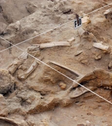 os-humain-vieux-de-67-000-ans.jpg