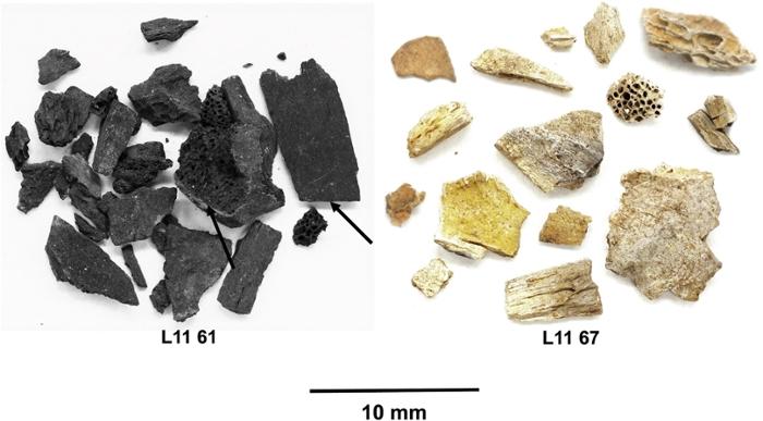 Osbrules paleolithique abripataud dordogne