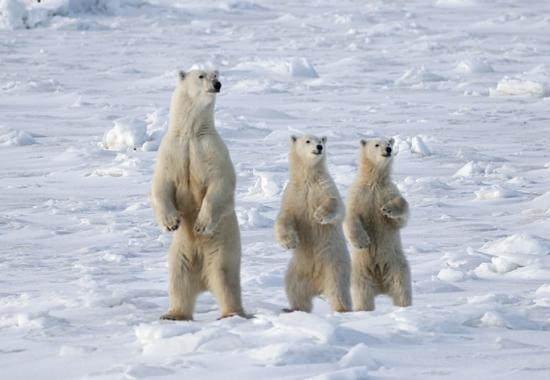 Ours polaires marc hebert265