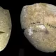 L'utilisation du meulage de pierre remonte à 350 000 ans !