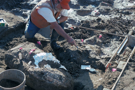 Paleontologue du museum d histoire