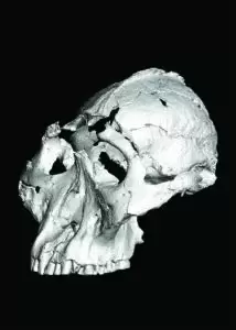 Paranthropus robustus2