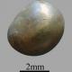 La plus ancienne perle fine trouvée à ce jour