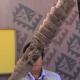 Pérou : Découvertes de sculptures en bois dont un sceptre étonnant