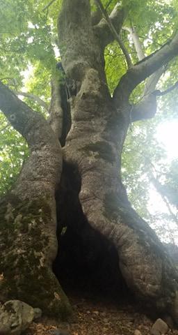 Forêt des rêves: un nouveau conte de Loussiné Terteryan