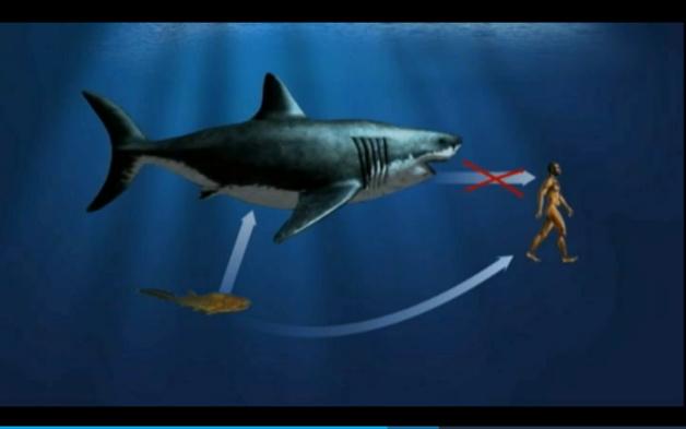 Un poisson fossile découvert en Chine serait l'ancêtre de l'homme