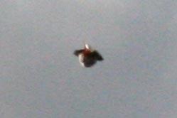 OVNIS : Alerte sur la Réunion