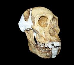 Sediba : le chainon manquant ?