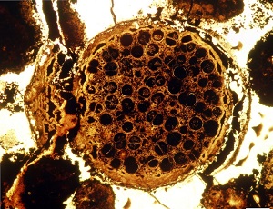 Spherical fossil mini