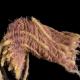 Edom : des tissus teints avec du violet royal de 3000 ans